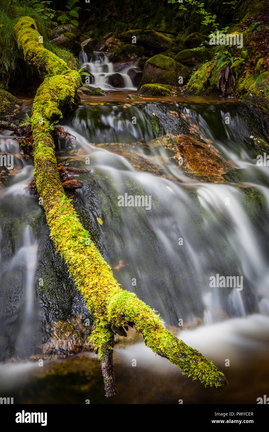 Einen bemoosten Ast liegt neben einem plätschernden Fluss Stockfoto