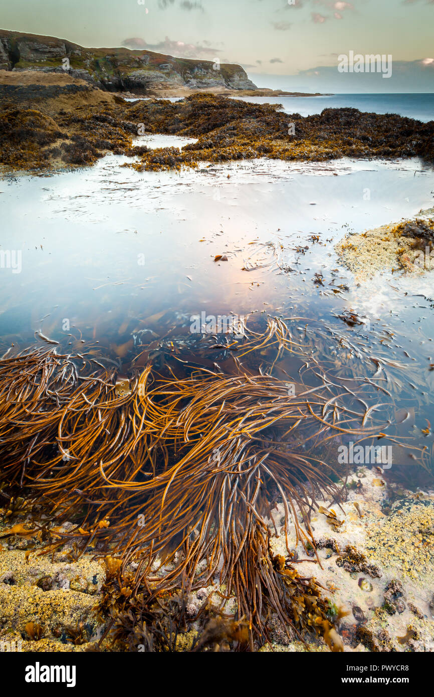 In einem Rocky Pool Algen an der Westküste der Insel Skye Stockfoto
