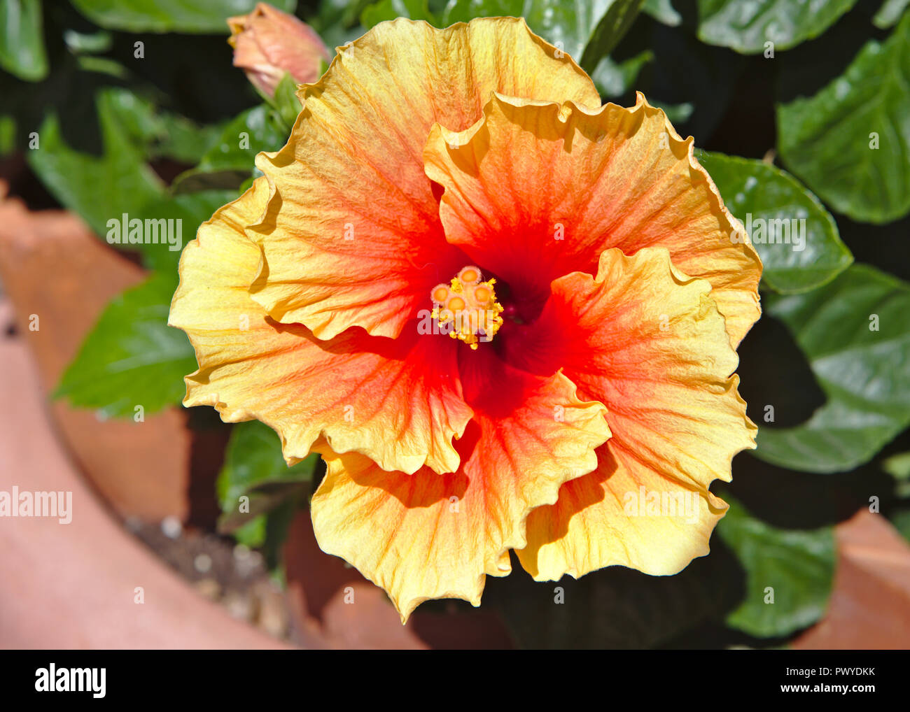 Schönen Sonnenuntergang hibiscus Stockfoto