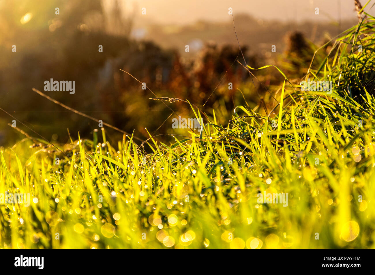 Morgentau auf Gras Konzept Stockfoto