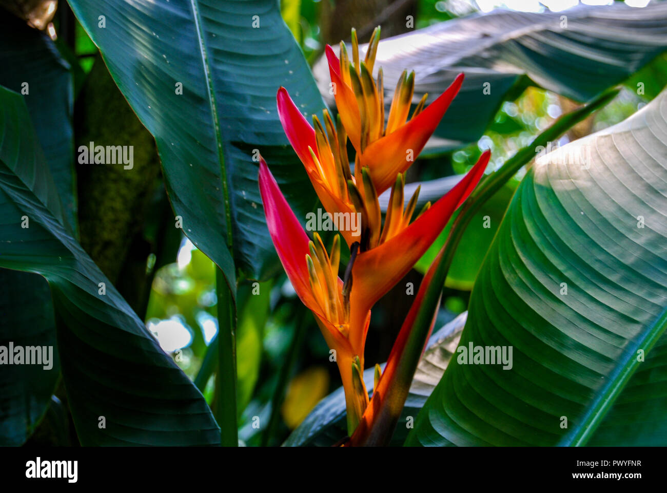 Karabinerverschluss Heloconia Blume im Eden Project Stockfoto