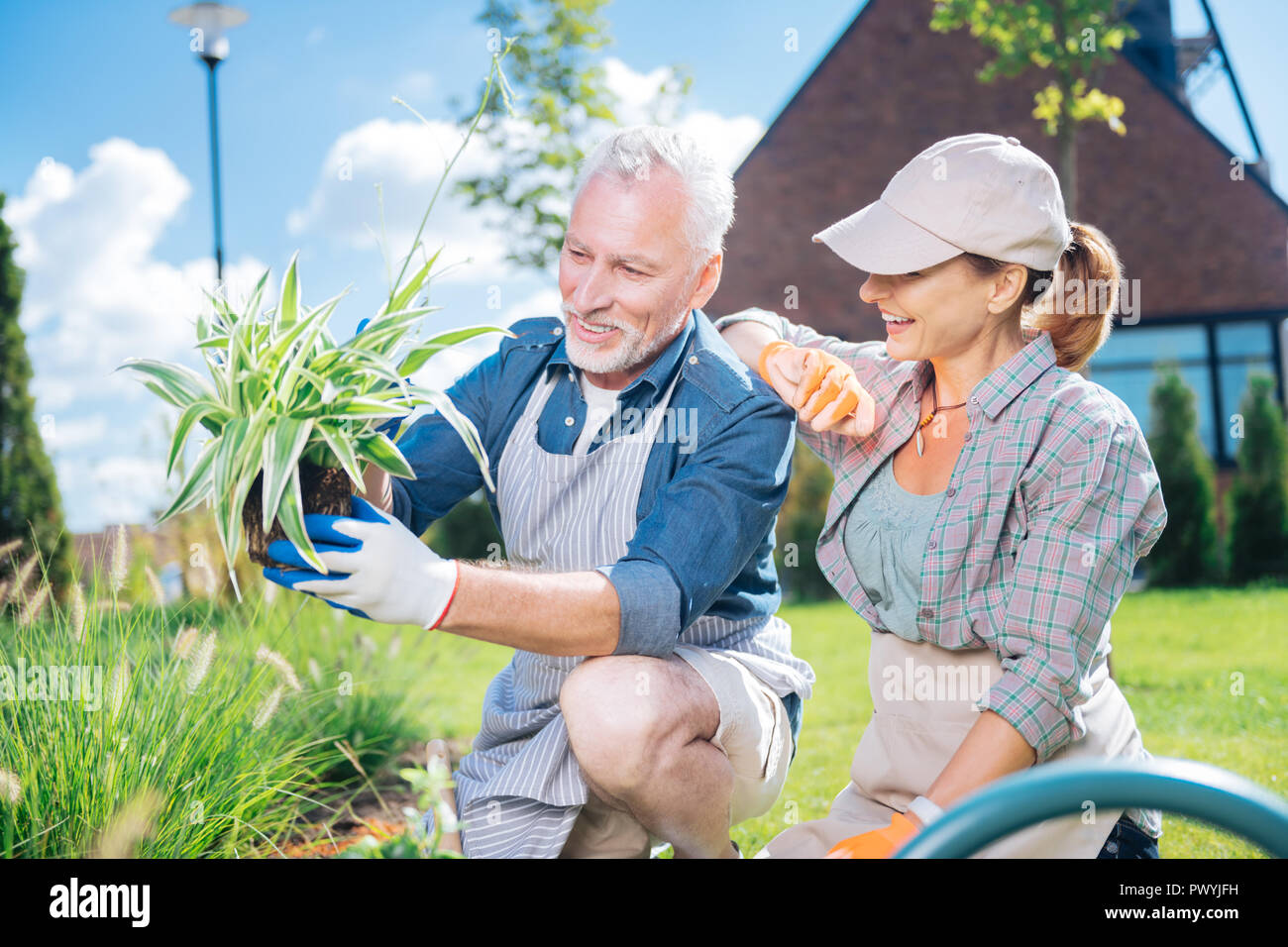 Reifer Mann tragen gestreifte Schürze, seiner Frau zu helfen, in der Nähe von Garden Bed Bärtigen Stockfoto