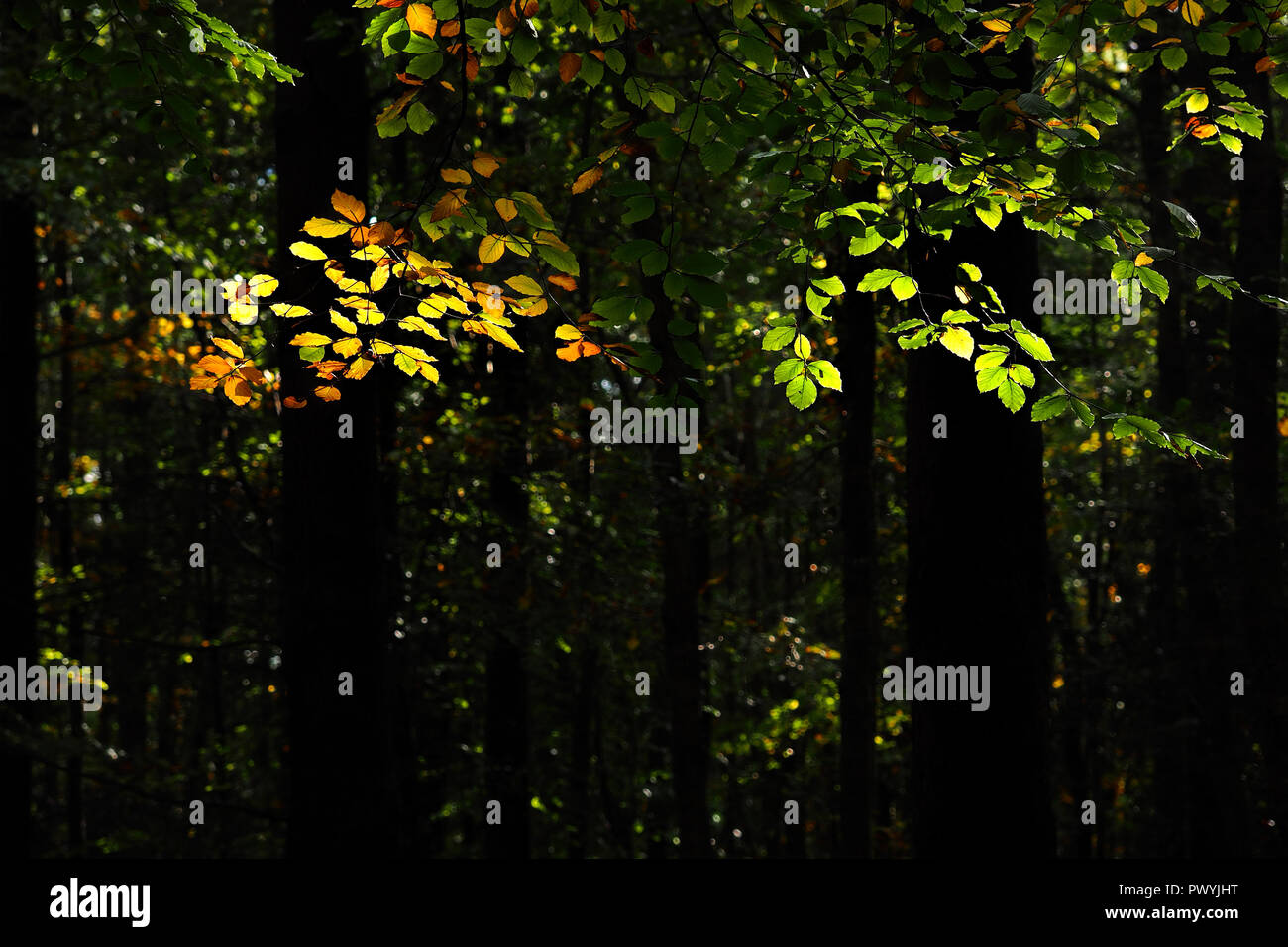 Hintergrundbeleuchtung Blätter Buche (Fagus sylvatica) im Herbst Sonnenschein. Tipperary, Irland Stockfoto