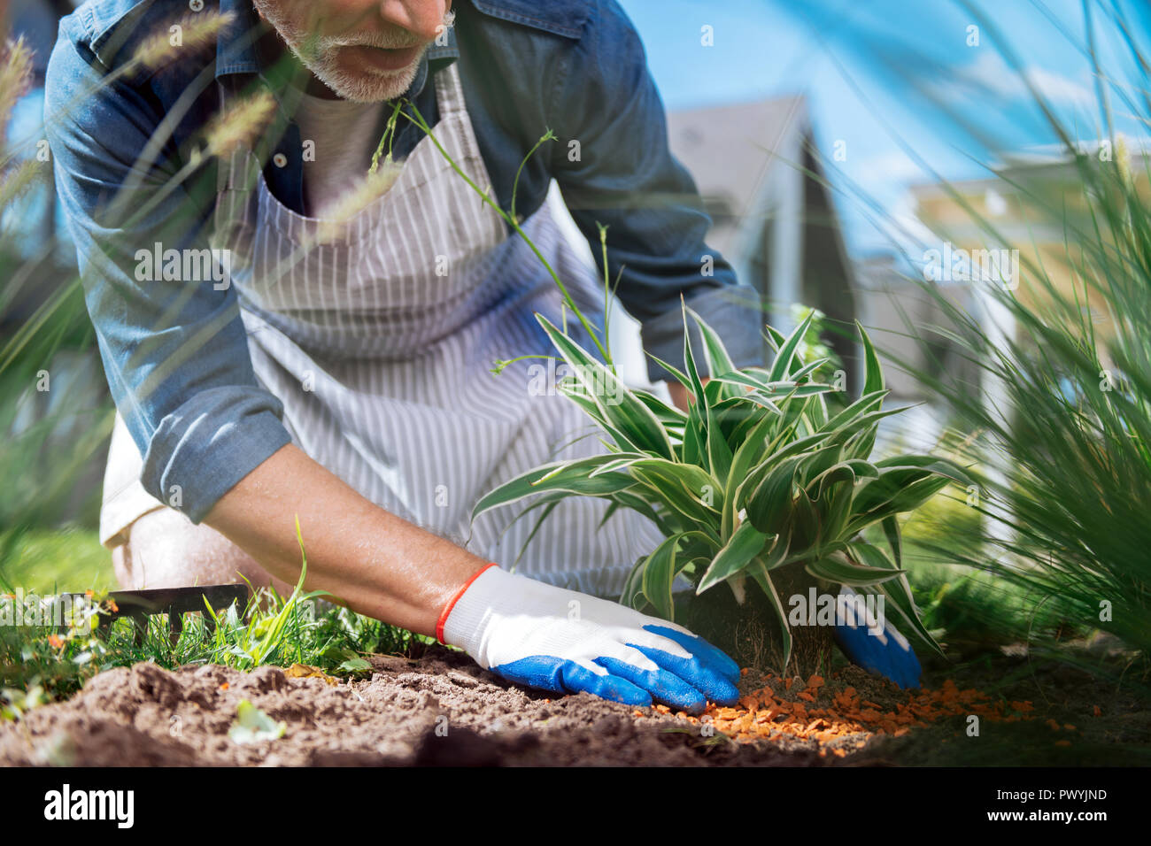 Reifer Mann tragen weiße Handschuhe Pflanzen kleine grüne Blume Bärtigen Stockfoto