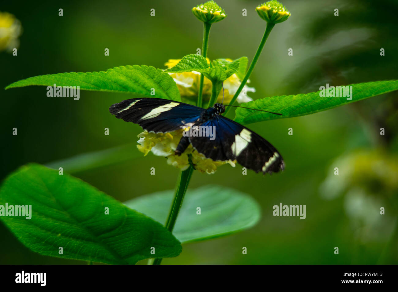 Ruht auf einer Blume Schmetterling Stockfoto