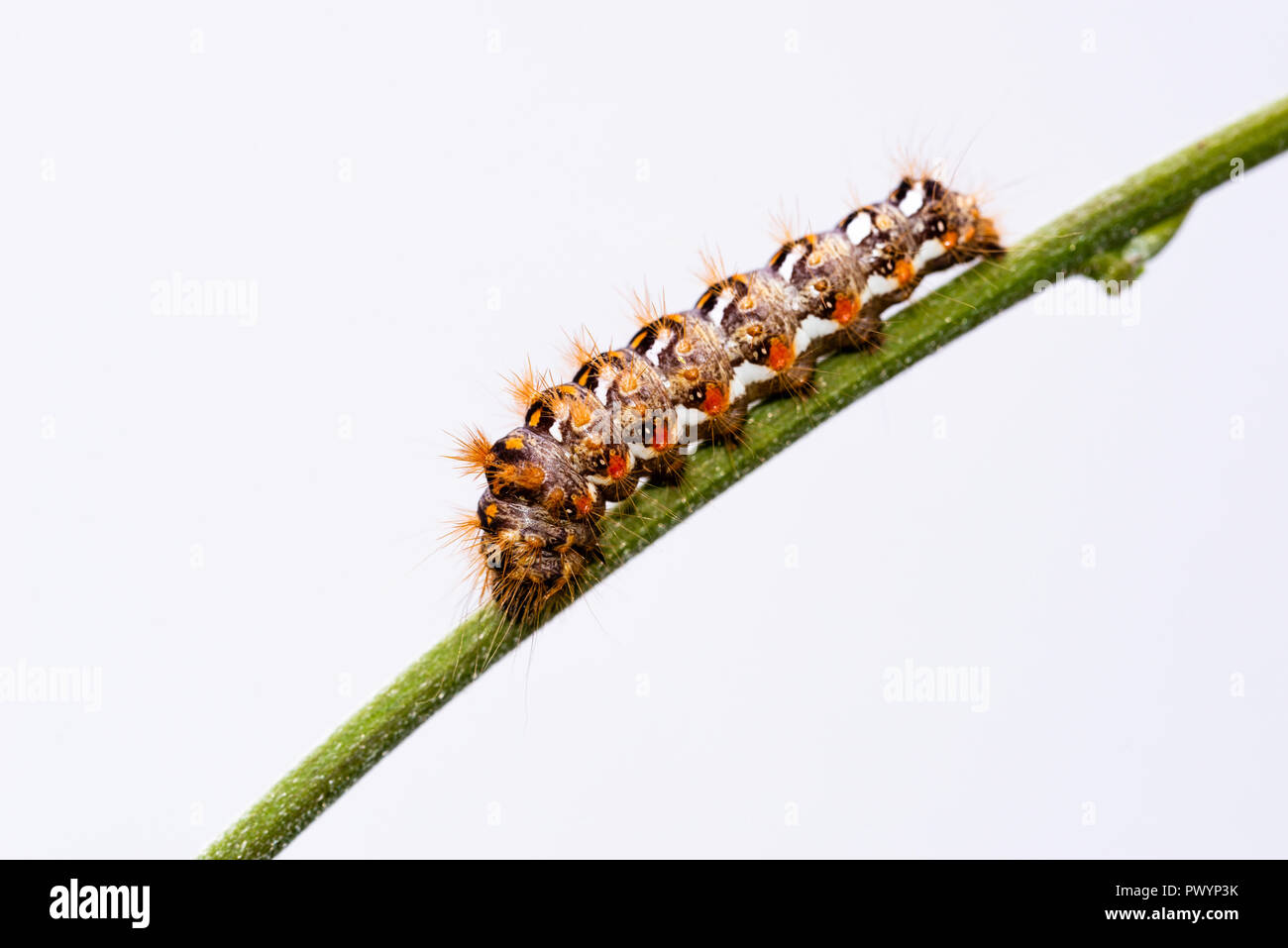 Horizontale Foto mit bunten Caterpillar. Fehler ist auf grünem Stiel thront. Insekt ist auf hellen Hintergrund erfasst. Farbe der Bug ist Weiß, Schwarz und Ora Stockfoto