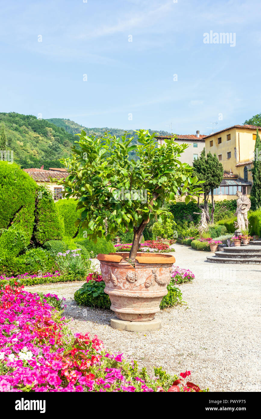 Vertikale Foto mit grossen Blumentopf. Green Lemon Tree mit mehreren Früchten wächst aus dem Container, die auf Schotter platziert ist. Baum wird in berühmten garzoni Stockfoto