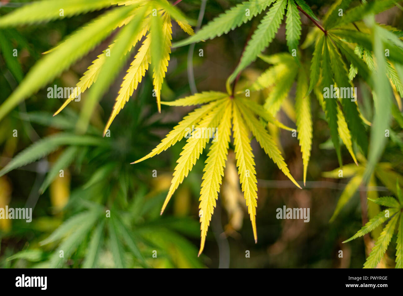 Gelbe und grüne Blätter einer Cannabispflanze Stockfotografie Alamy