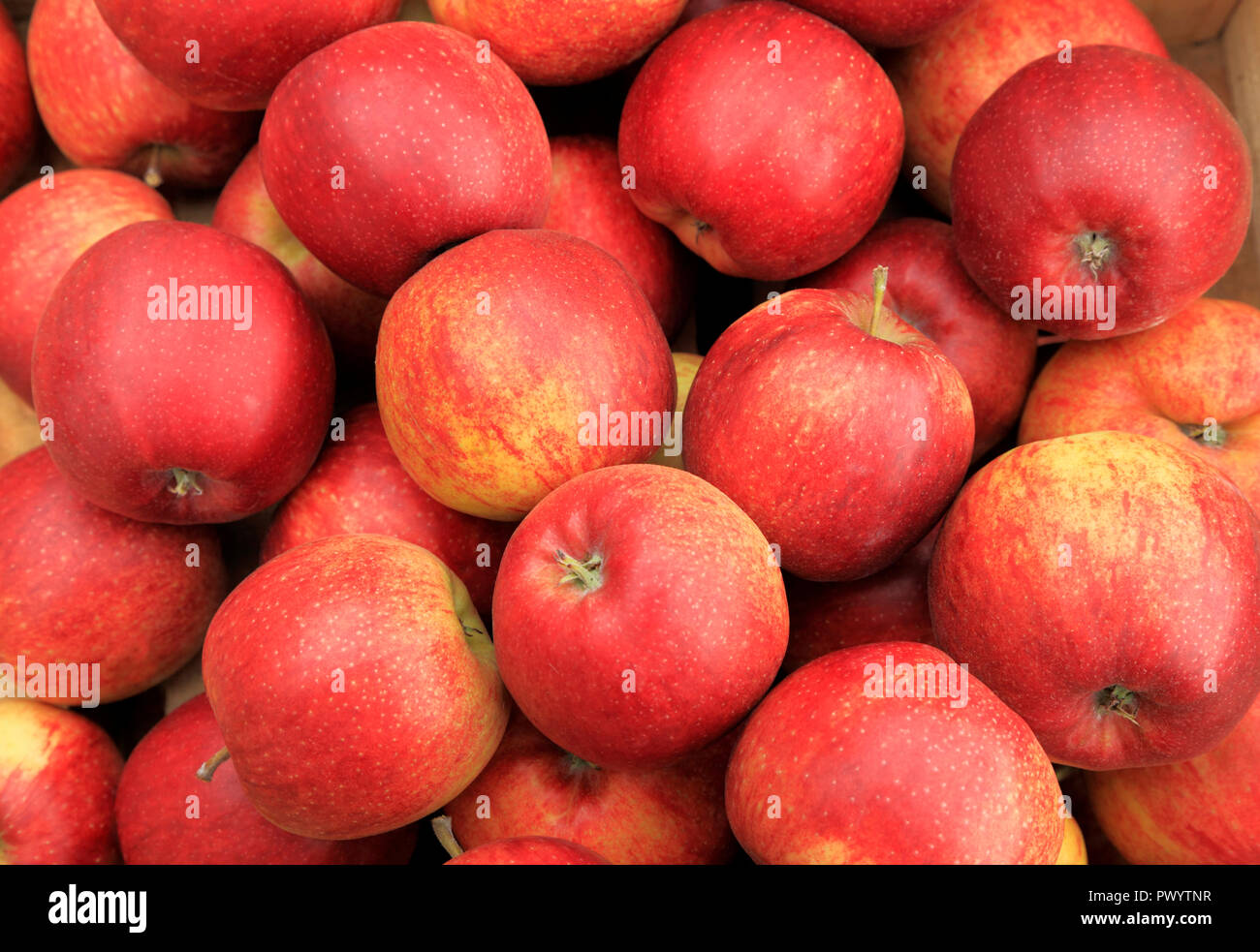 Apple' Jona Rot', Äpfel, Malus Domestica, Hofladen, Display, Sorte, Sorten, 'Jona Rot' Stockfoto