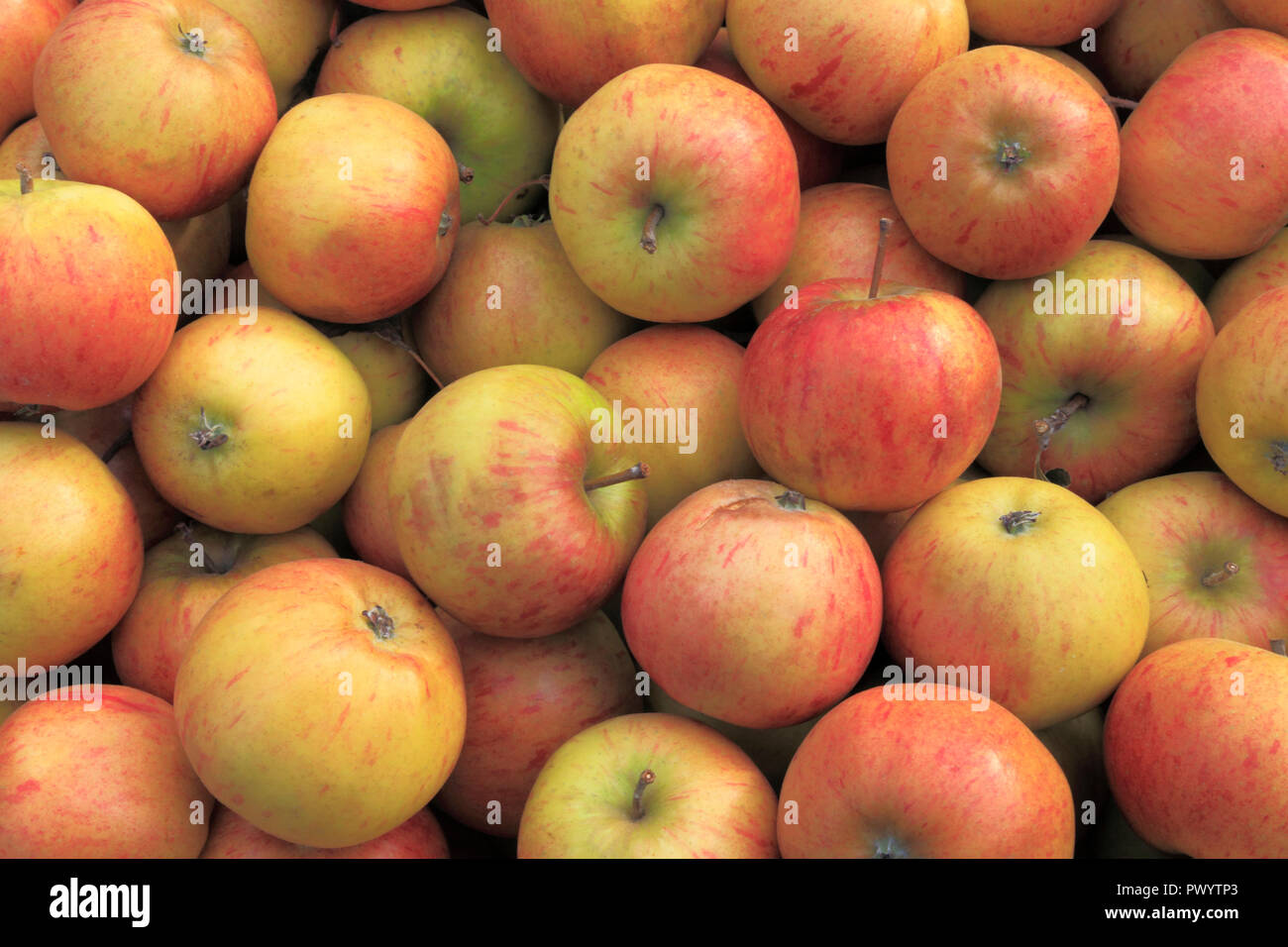 Apple' Lynn's Pippin', Äpfel, der genannten Sorten, Malus Domestica, Hofladen, anzeigen.. Stockfoto