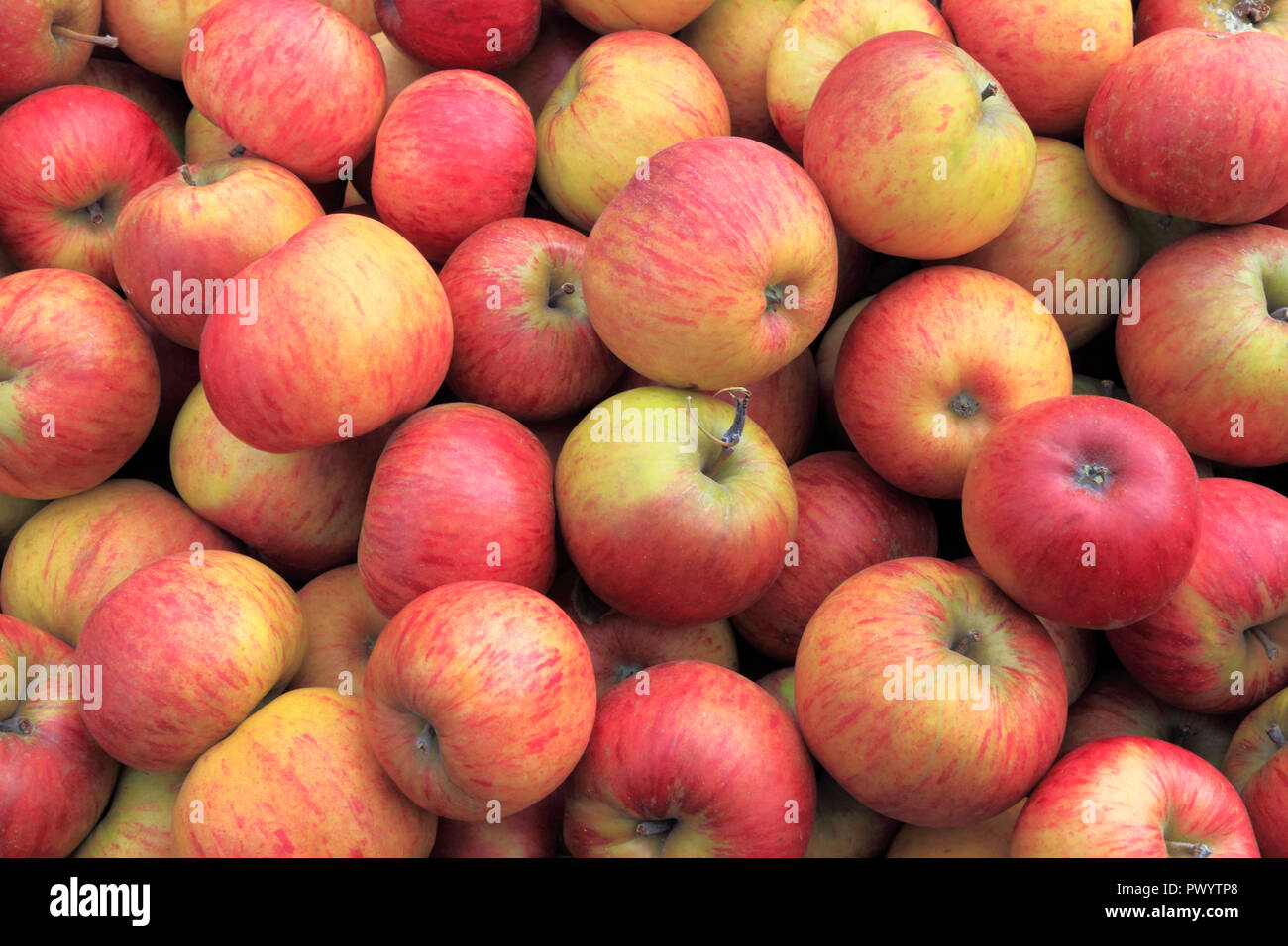 Apple 'Perfektion', Äpfel, Malus Domestica, Hofladen, Display, der genannten Sorten Stockfoto