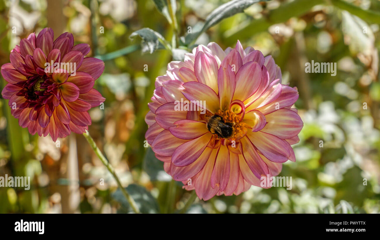 Dahlie Seniors Hoffen closeup 4. Stockfoto