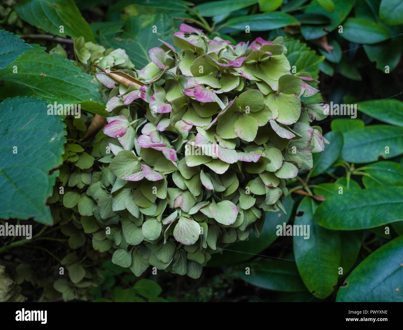 Nahaufnahme mit einem verdorrten Hortensie Blume im Herbst. Stockfoto