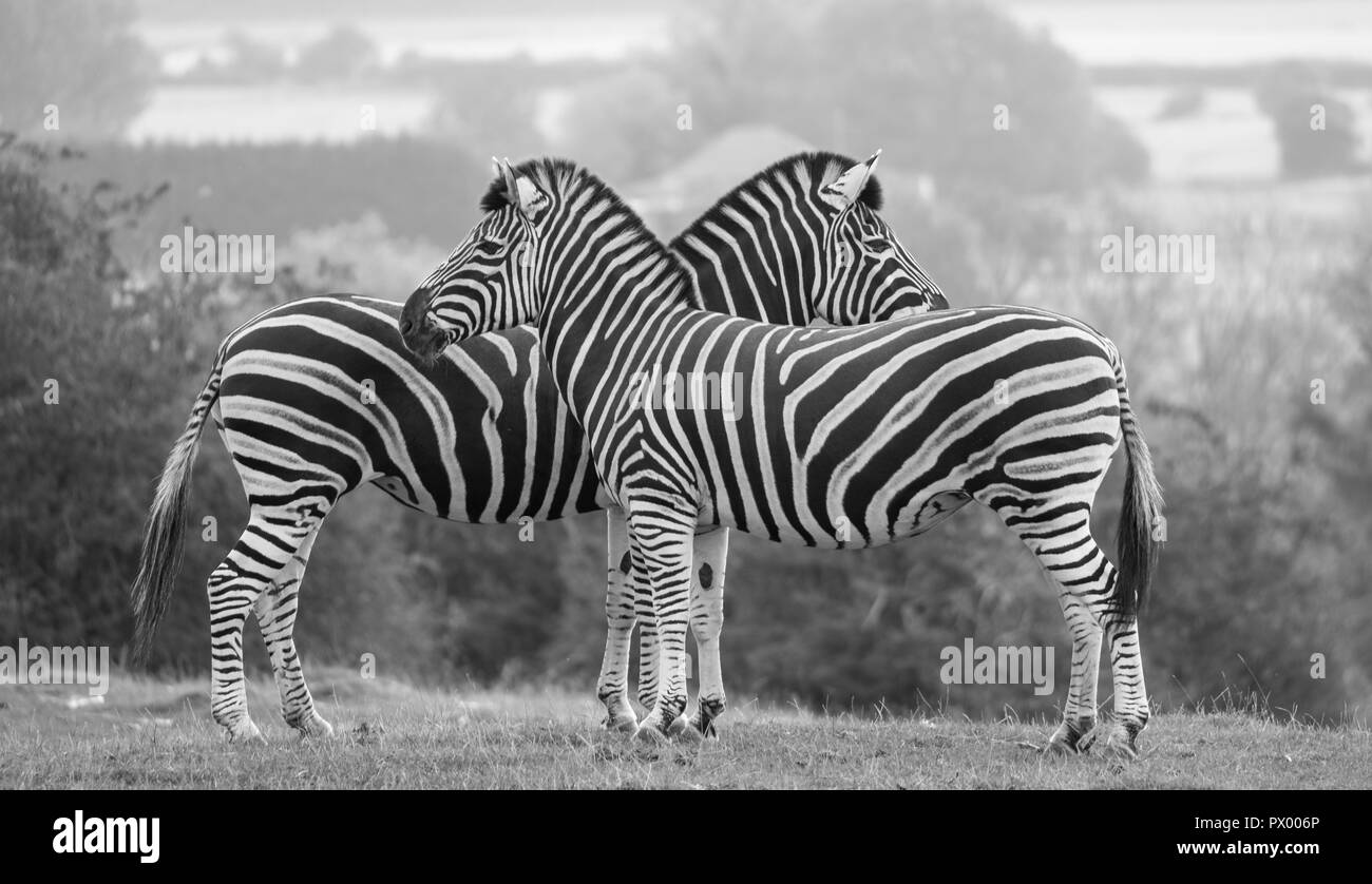 Zwei Zebras, die in entgegengesetzte Richtungen. In Schwarz-Weiß bei Port Lympne Safari Park, Ashford, Kent UK fotografiert. Stockfoto