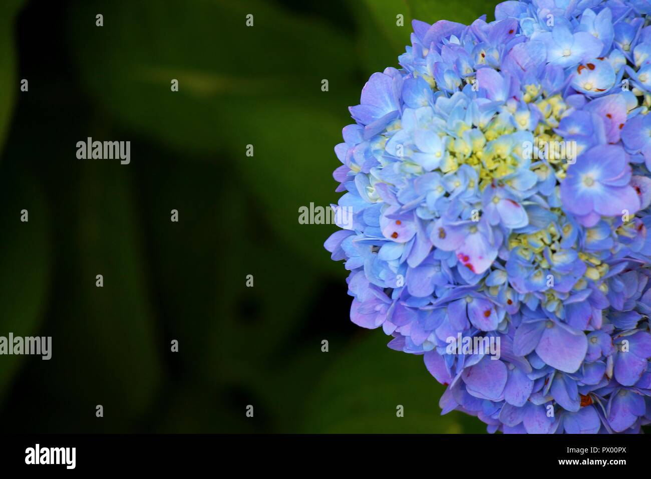 Blaue Hortensie Hydrangea macrophylla Stockfoto