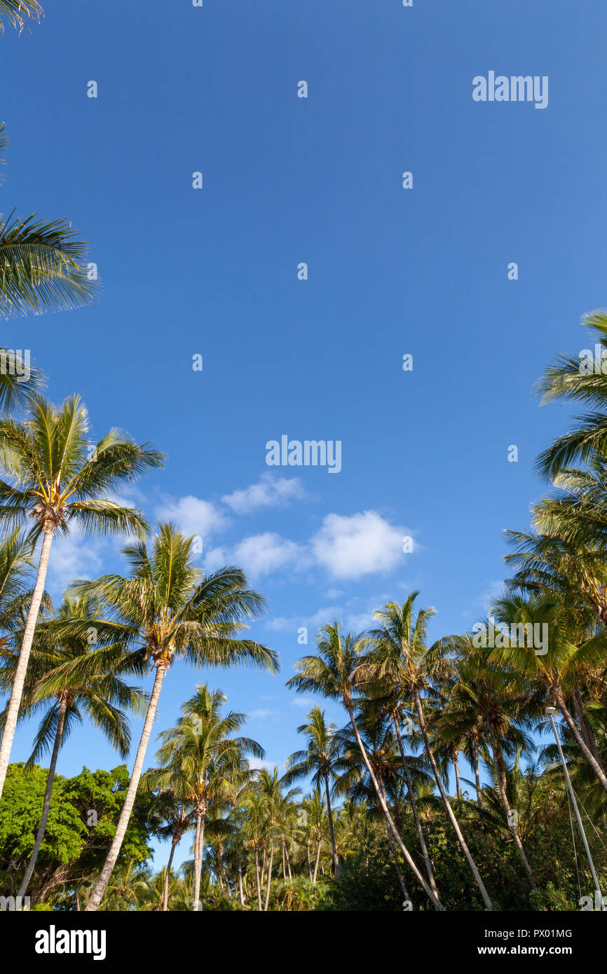 Blauer Himmel, weiße und flauschige Wolken, Palmen, Aqua, Blau, Gelb und Flasche Wasser Plätschern der weißen Coral Sands des Great Barrier Reef Stockfoto