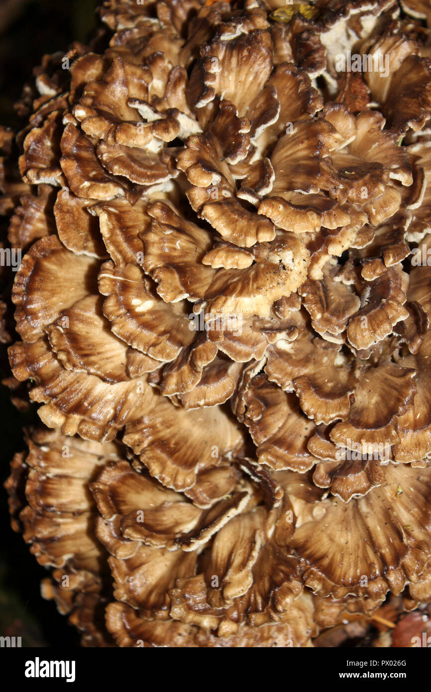 Grifola frondosa, Henne der Wälder Stockfoto