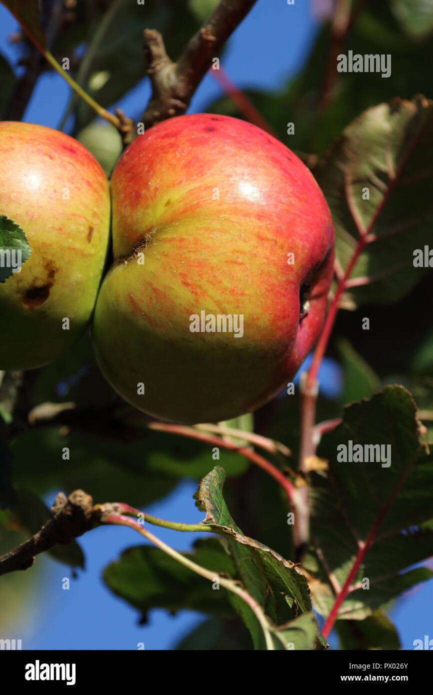 Bramley Äpfel (Malus Domestica) "Bramley's Seedling', auf einem Ast am Nachmittag, Sonne, Herbst Ernte britischen Apple zum Kochen verwendet, Großbritannien Stockfoto
