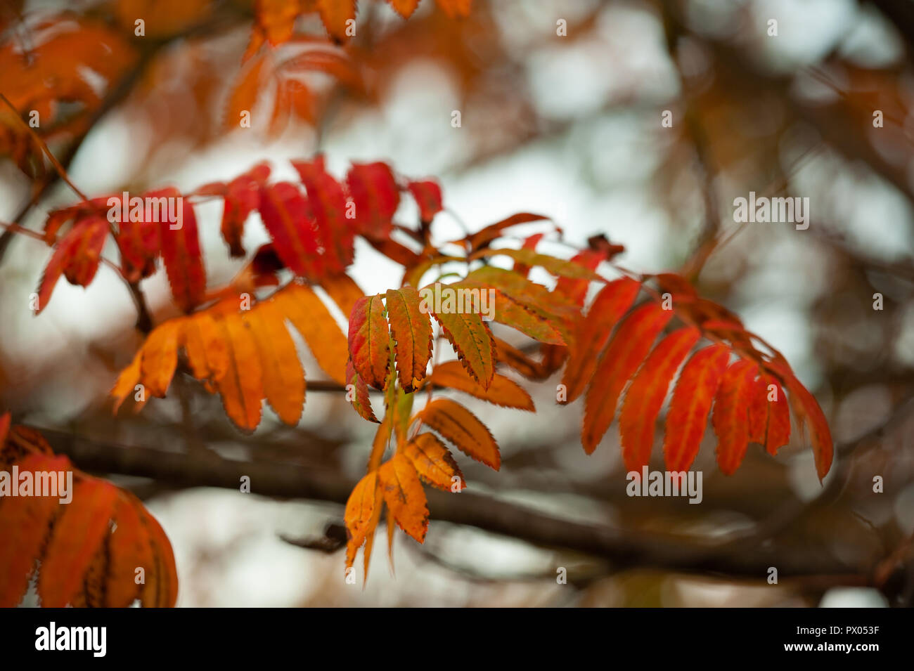 Rowan (Eberesche) lässt in ihrem Herbst Gefieder. Stockfoto