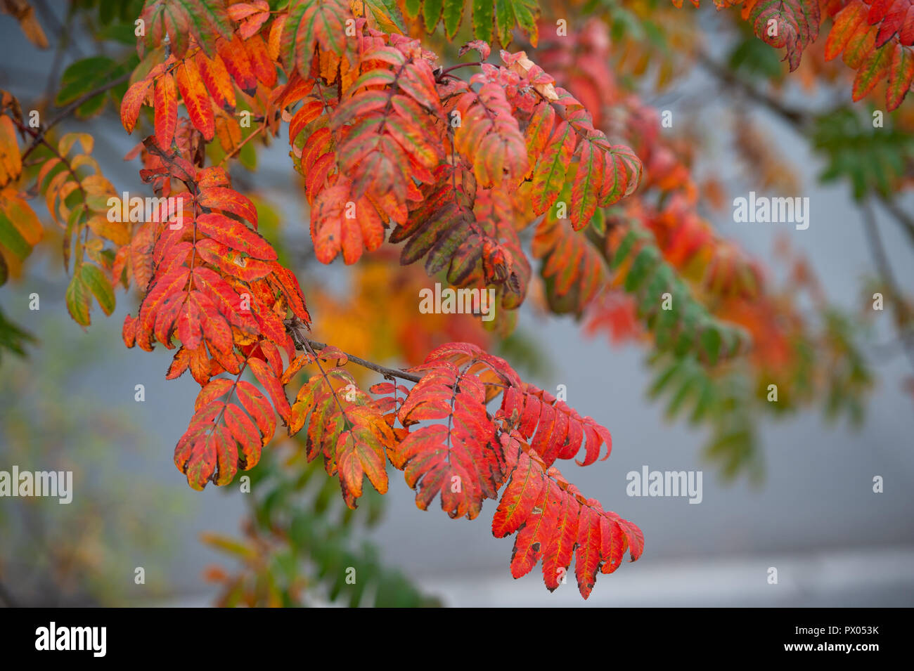 Rowan (Eberesche) lässt in ihrem Herbst Gefieder. Stockfoto