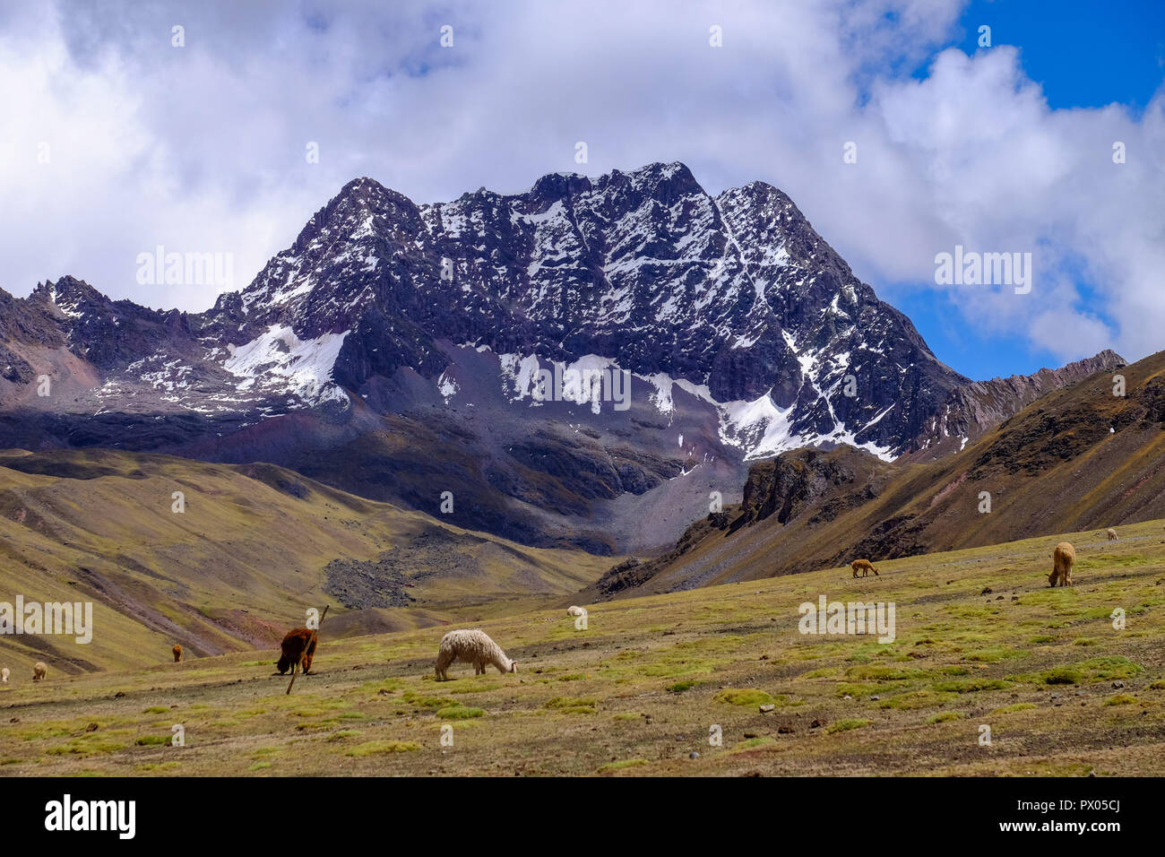 Landschaft IN PERU - CUSCO - mit Alpakas im Vordergrund und ein Berg im Hintergrund Stockfoto