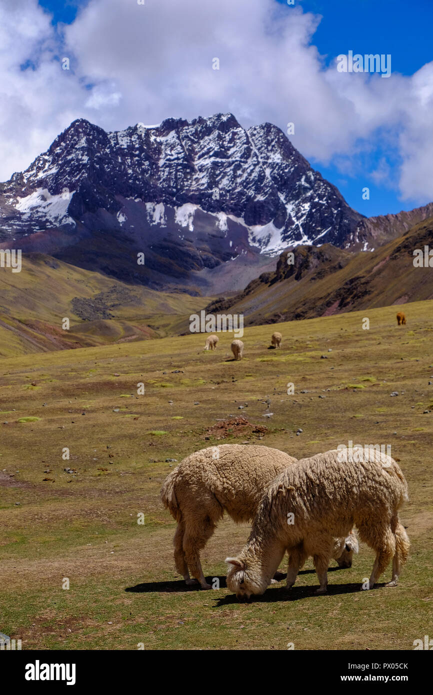 Landschaft IN PERU - CUSCO - mit Alpakas im Vordergrund und ein Berg im Hintergrund Stockfoto
