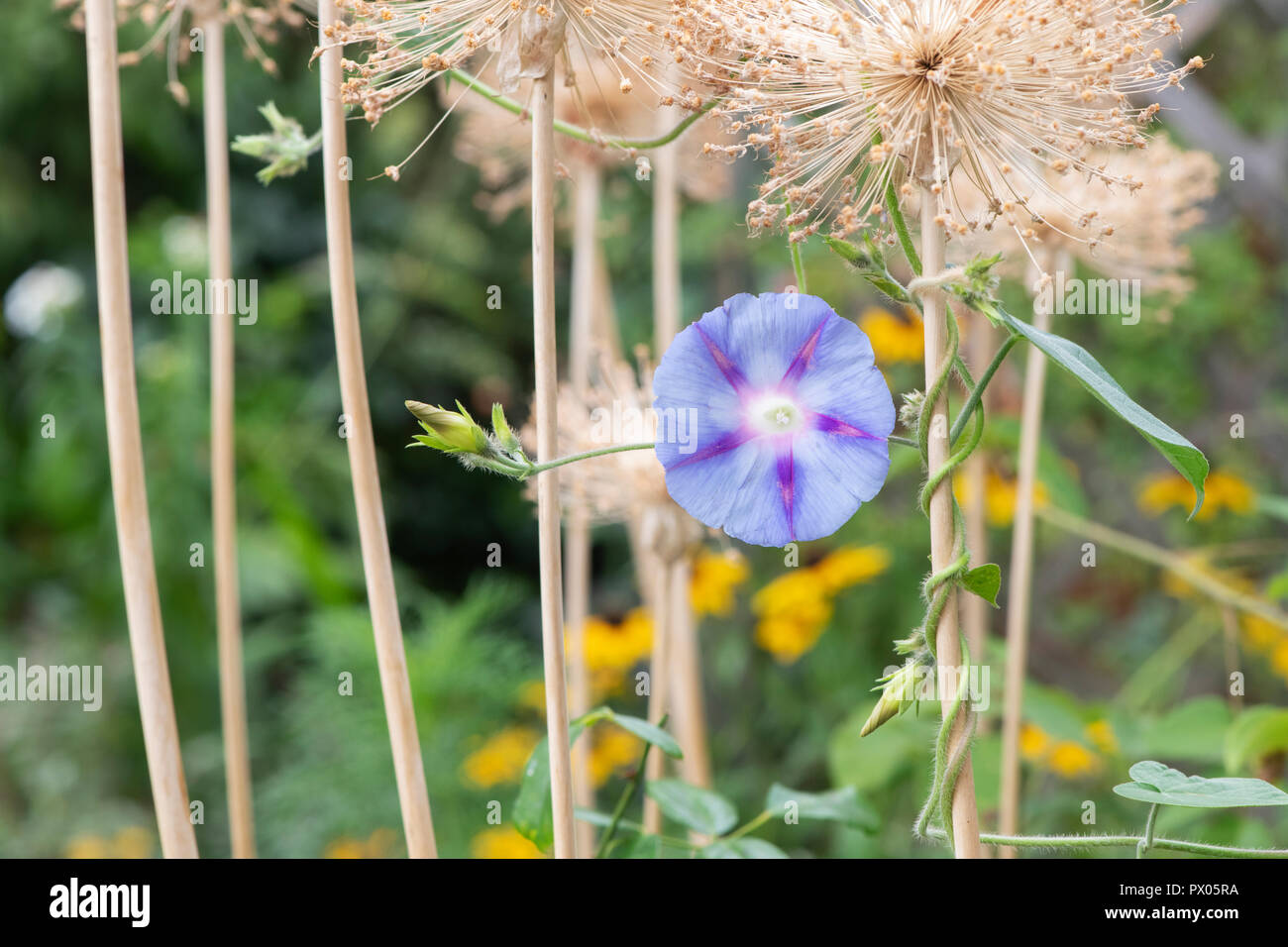 Ipomoea purpurea 'Dacapo Light Blue'. Morning Glory Blumen rund um alte getrocknete Allium Blume in einem englischen Garten stammt. Großbritannien Stockfoto