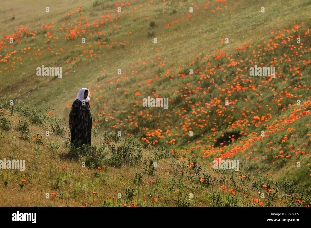 Frau im ländlichen Anemone Ebene in der Nähe Talesh Stockfoto