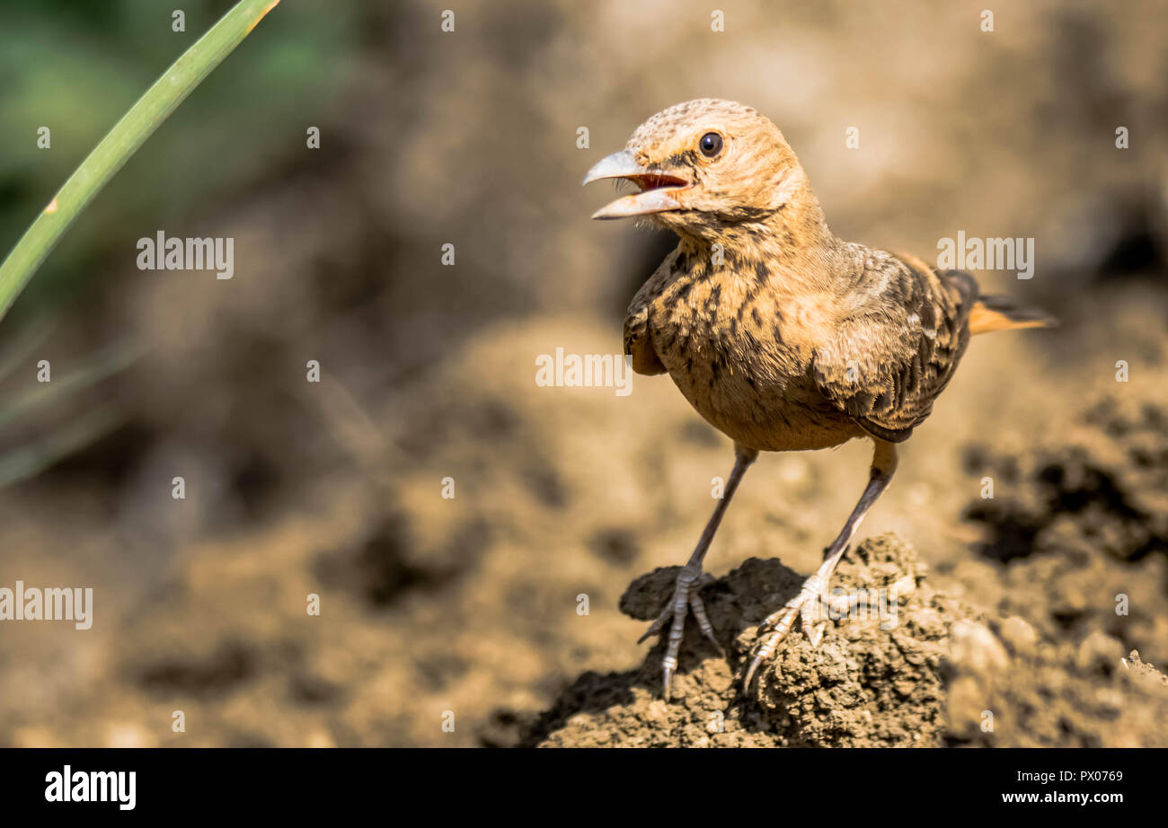 Rufous Tailed Lerche im freien Feld Stockfoto