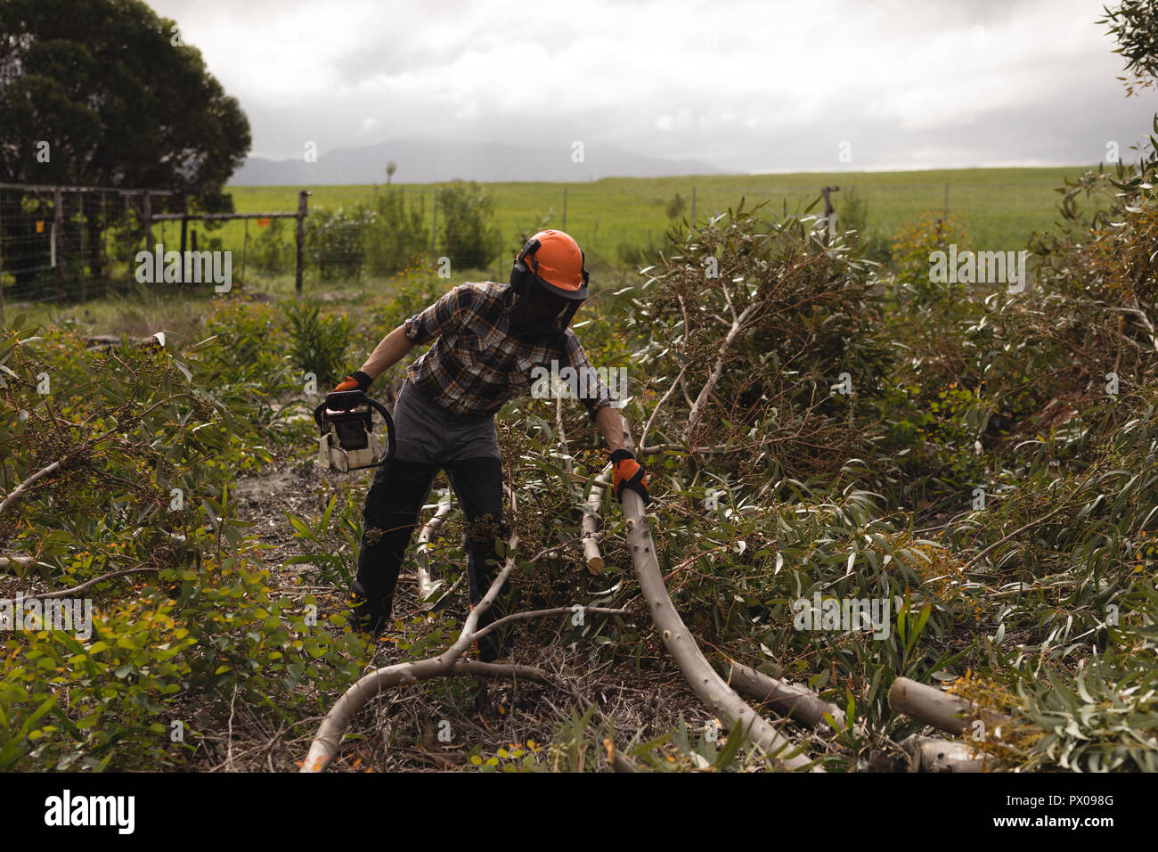 Holzfäller schneiden toter Baum Stockfoto