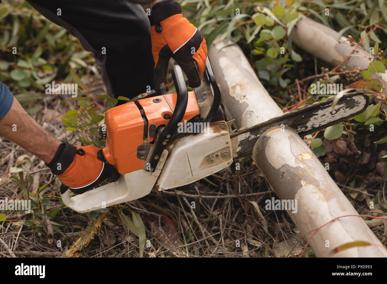 Holzfäller mit Motorsäge schneiden toter Baum im Wald Stockfoto