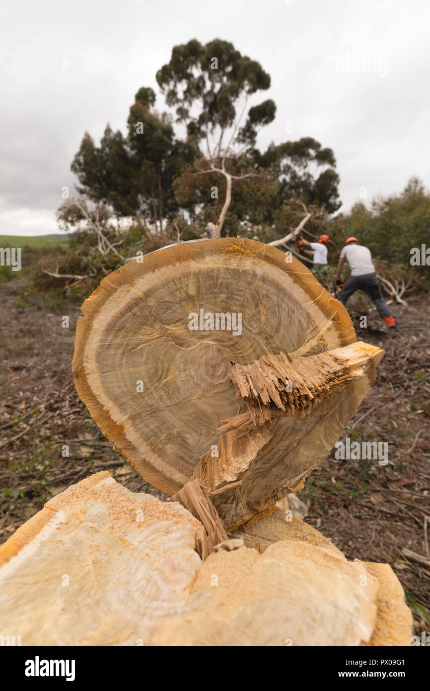Schneiden Baum im Wald Stockfoto