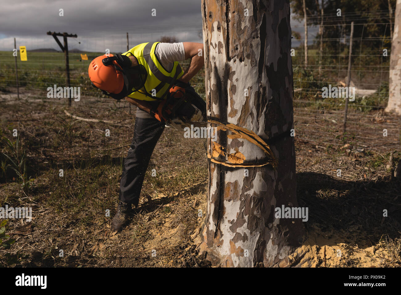 Holzfäller schneiden Baum im Wald Stockfoto