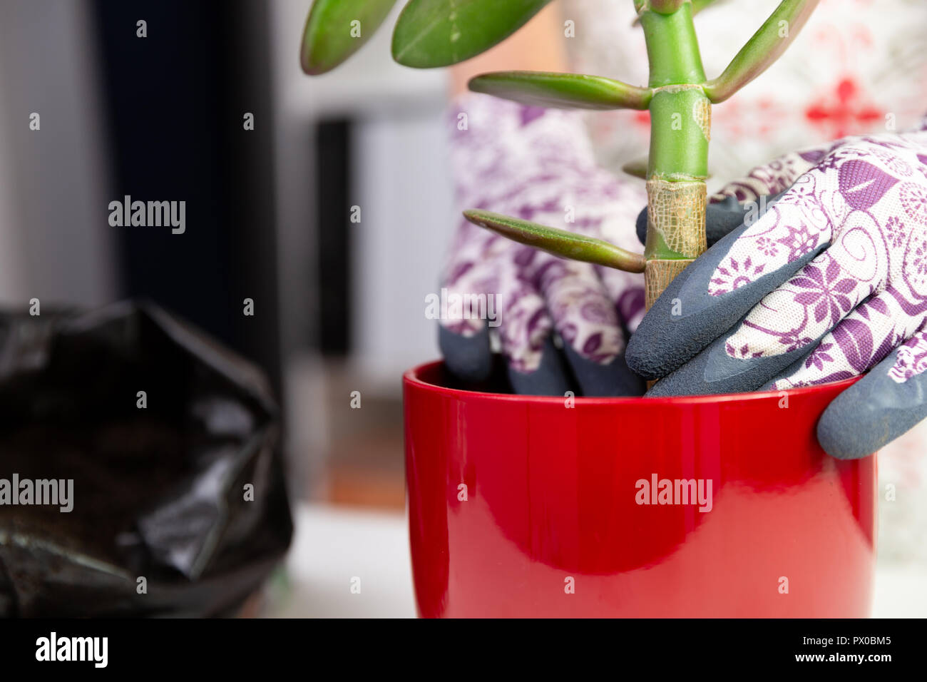 Frau einpflanzen einer Anlage in einem roten Topf mit dekorativen Handschuhe. Wachstum Konzept Stockfoto