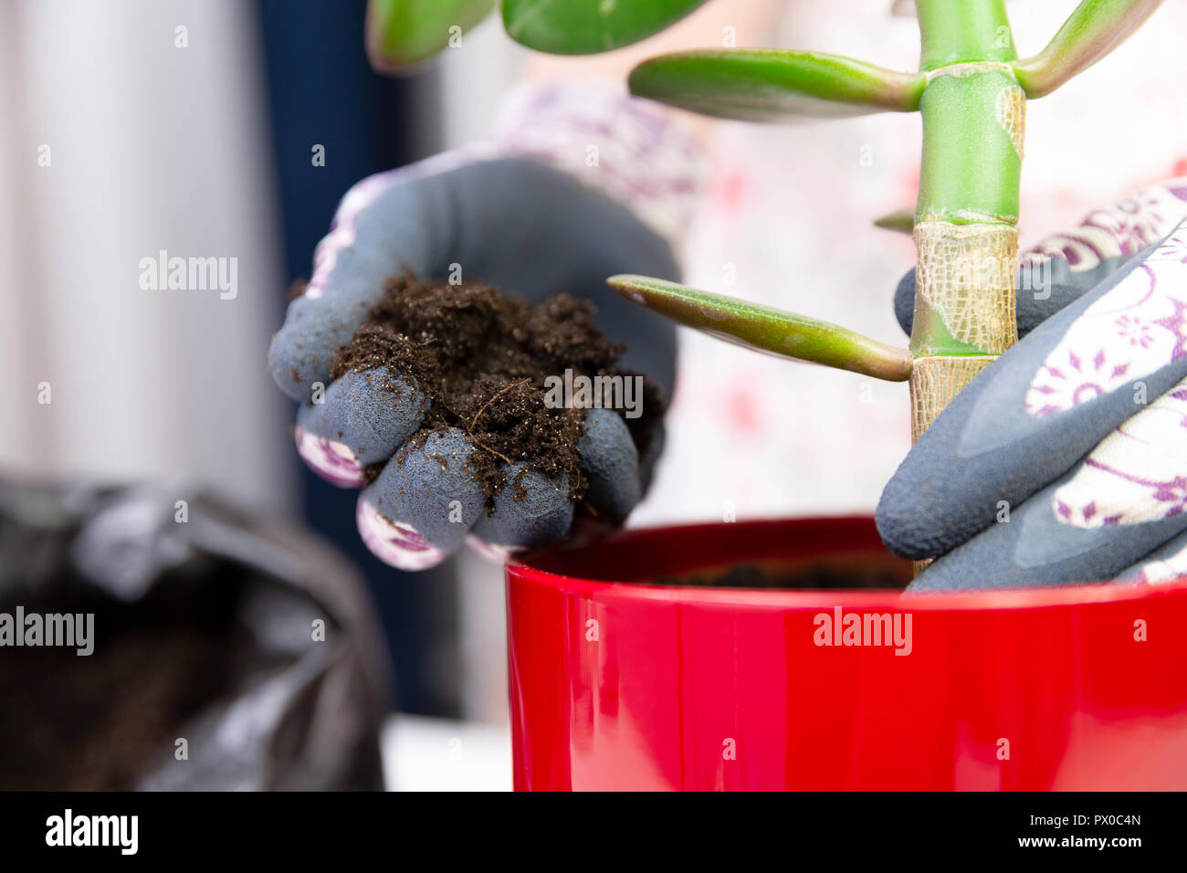 Frau einpflanzen einer Anlage in einem roten Topf mit dekorativen Handschuhe. Wachstum Konzept Stockfoto