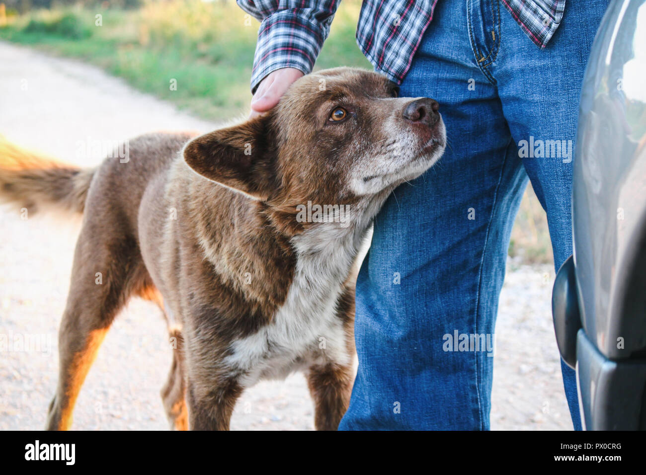 Adorable braun mutt von Mann gestreichelt, während aufmerksam nach vorn. Stockfoto