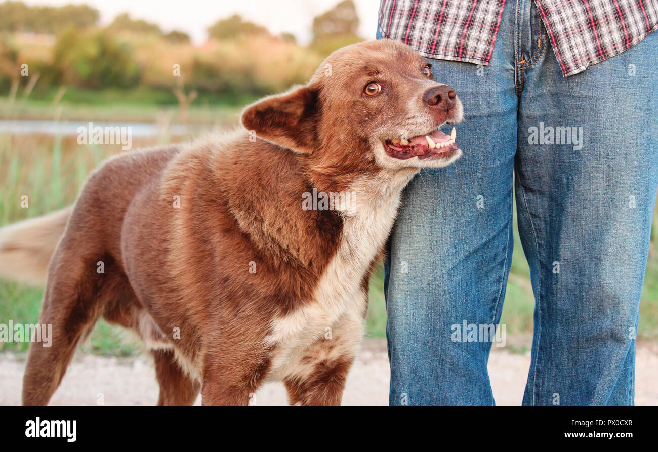 Lächelnd und freundlich Braun streunender Hund gegen Bein des Mannes gelehnt. Stockfoto