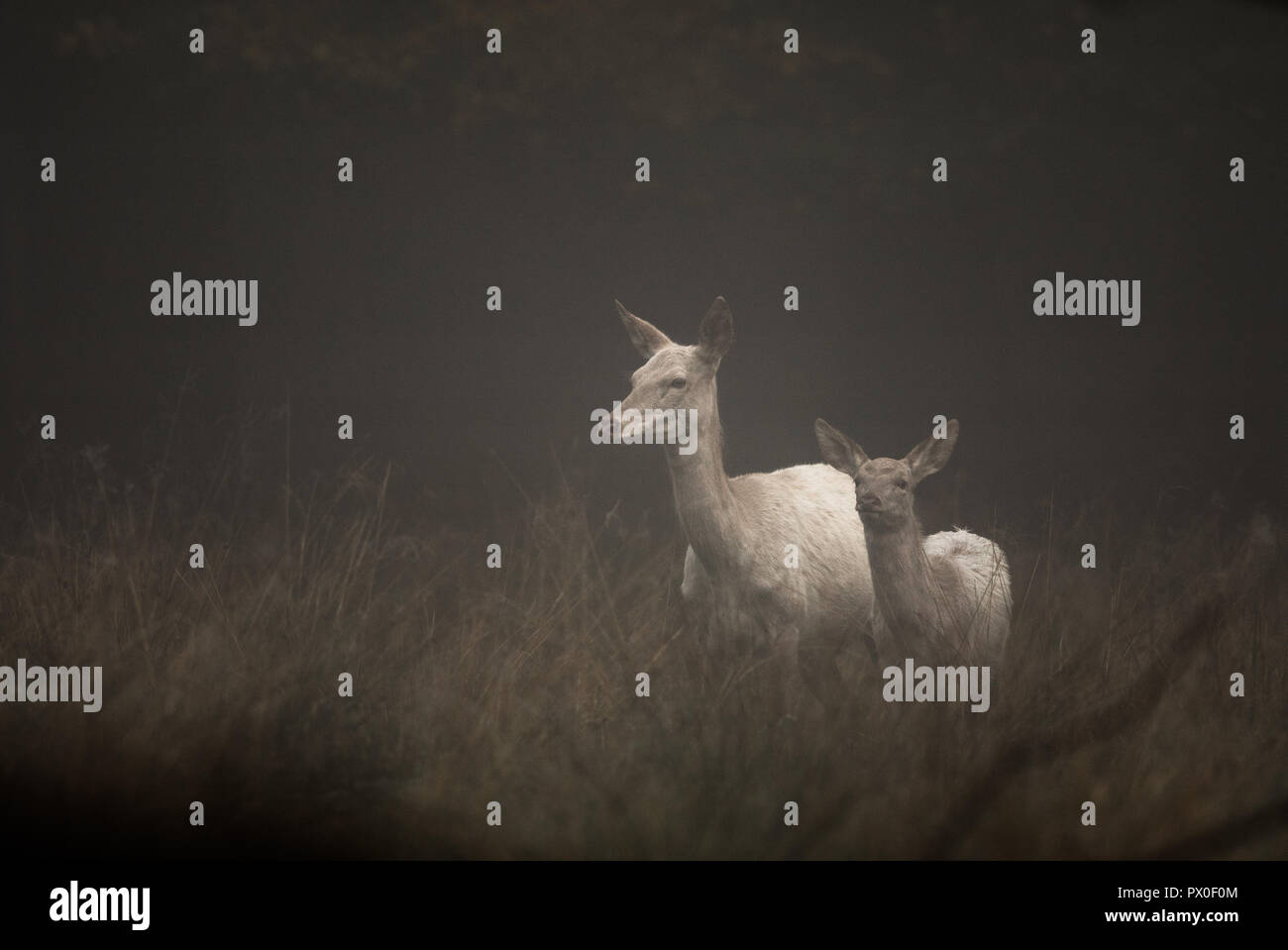Weißes Rotwild, Cervus elaphus, weiblich und fawn stehen am frühen Morgen Nebel. Jægersborg Dyrehave, der Deer Park, in der Nähe von Kopenhagen, Dänemark. Stockfoto