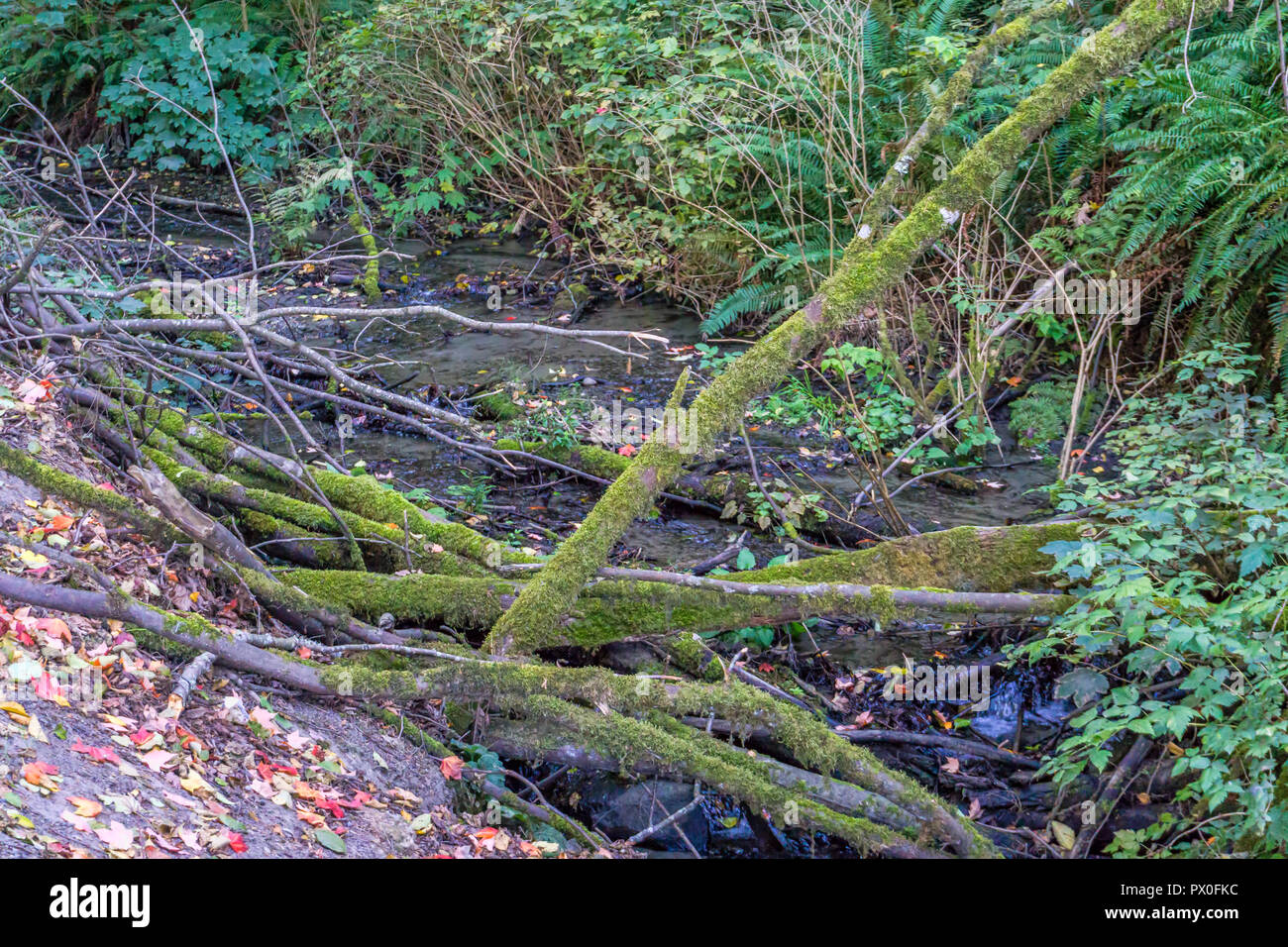 Zweige mit Moos lag in einem kleinen Bach in Burien, Washington. Stockfoto