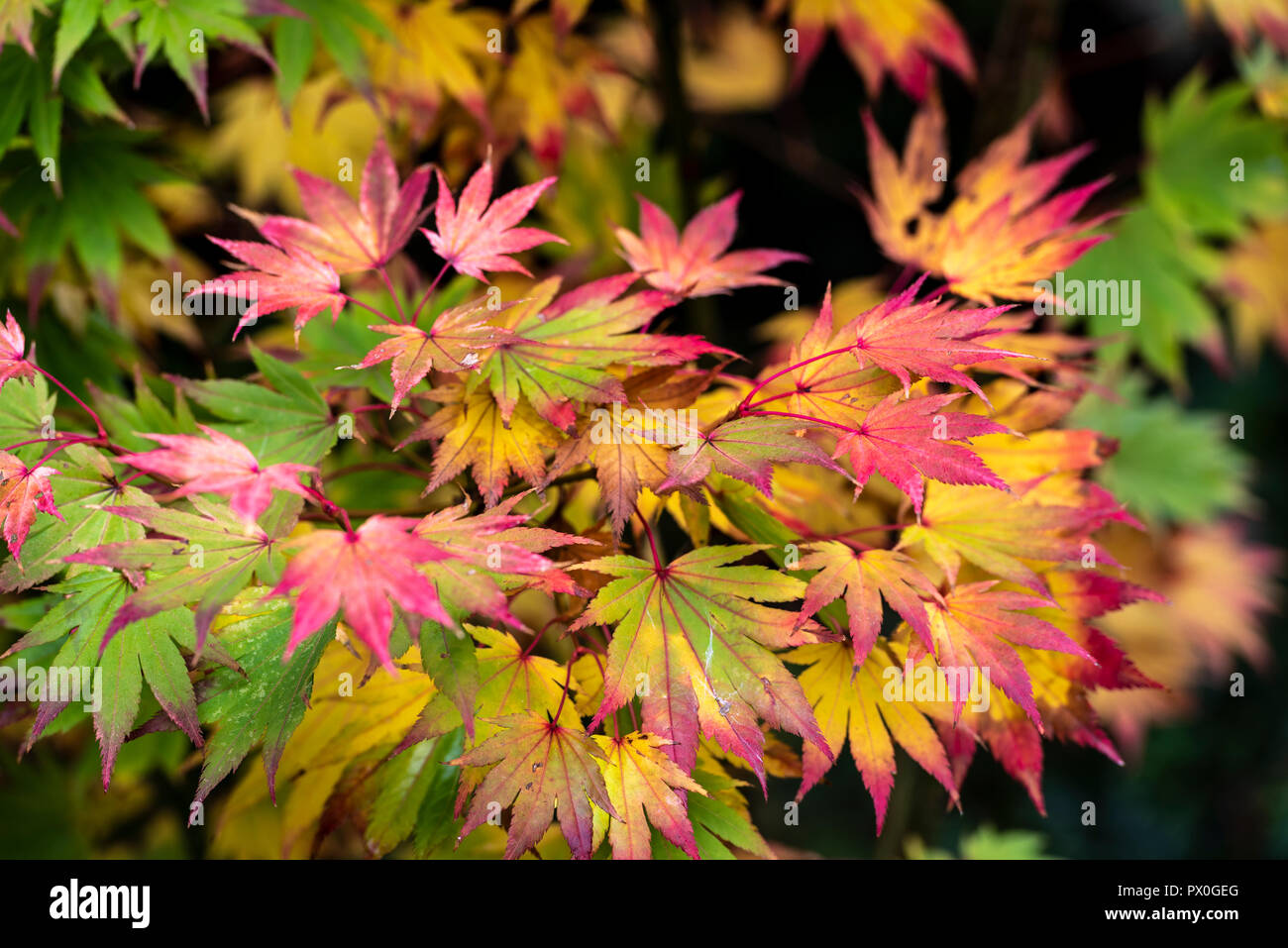 Acer Shirasawanum, Japonicum. bunte Blätter im Herbst. Herbst Farbe. Stockfoto