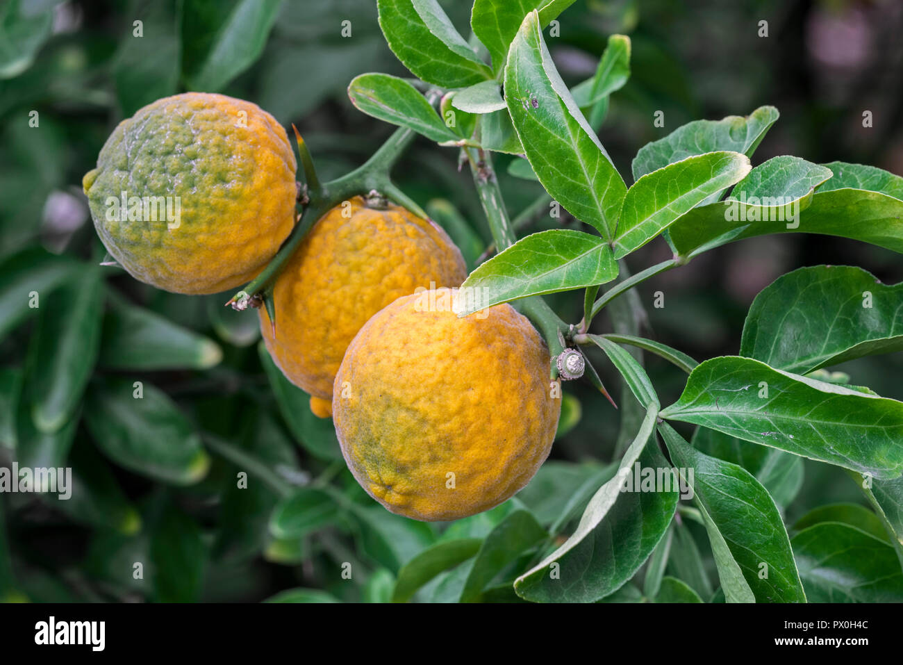 Japanische Bitterorange Stockfotos und -bilder Kaufen - Alamy