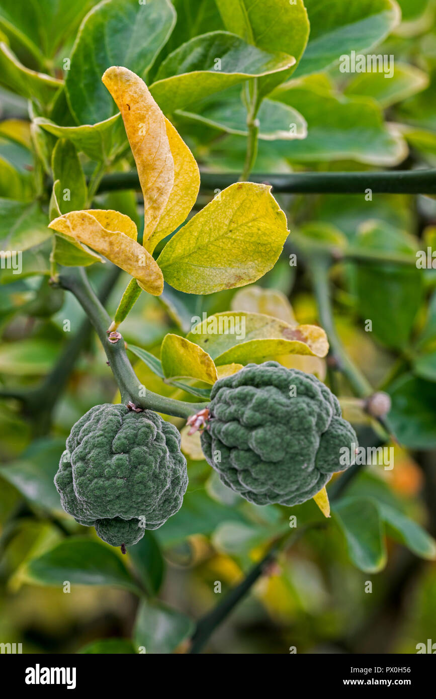 Japanische Bitter Orange/Hardy orange/chinesische Bitter Orange/Dreiblättriges orange (Poncirus dreiblättrige/Citrus dreiblättrige) Zitrusfrüchte im Baum Stockfoto