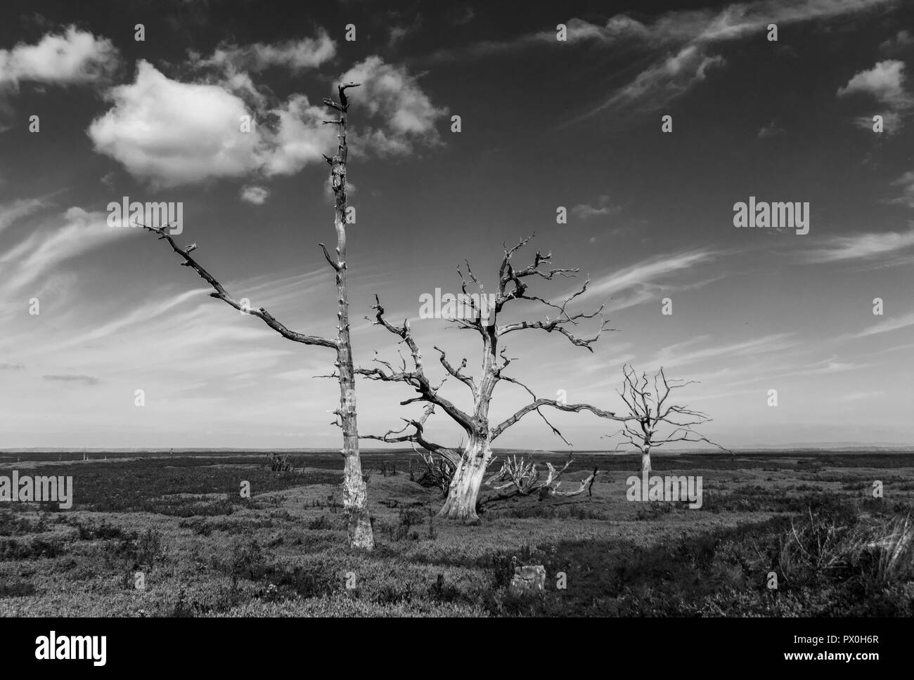 Porlock marsh Bäume. tote Bäume im Meer Marsh in Porlock, Somerset, England Stockfoto