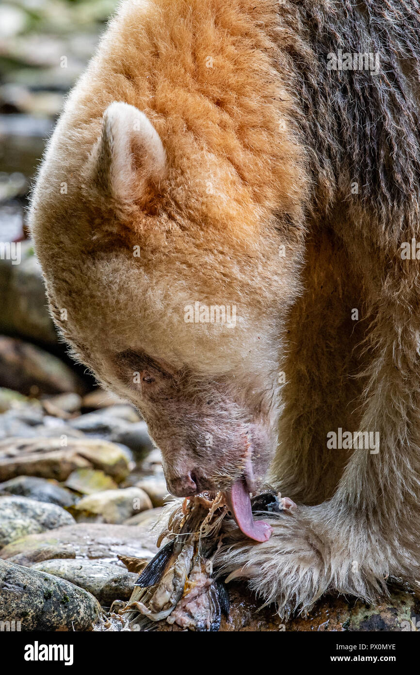 Kermode/Geist/Weiß/Ghost Bear Stockfoto