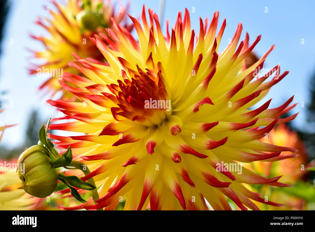 Farbenfrohe Dahlien Blume Stockfoto