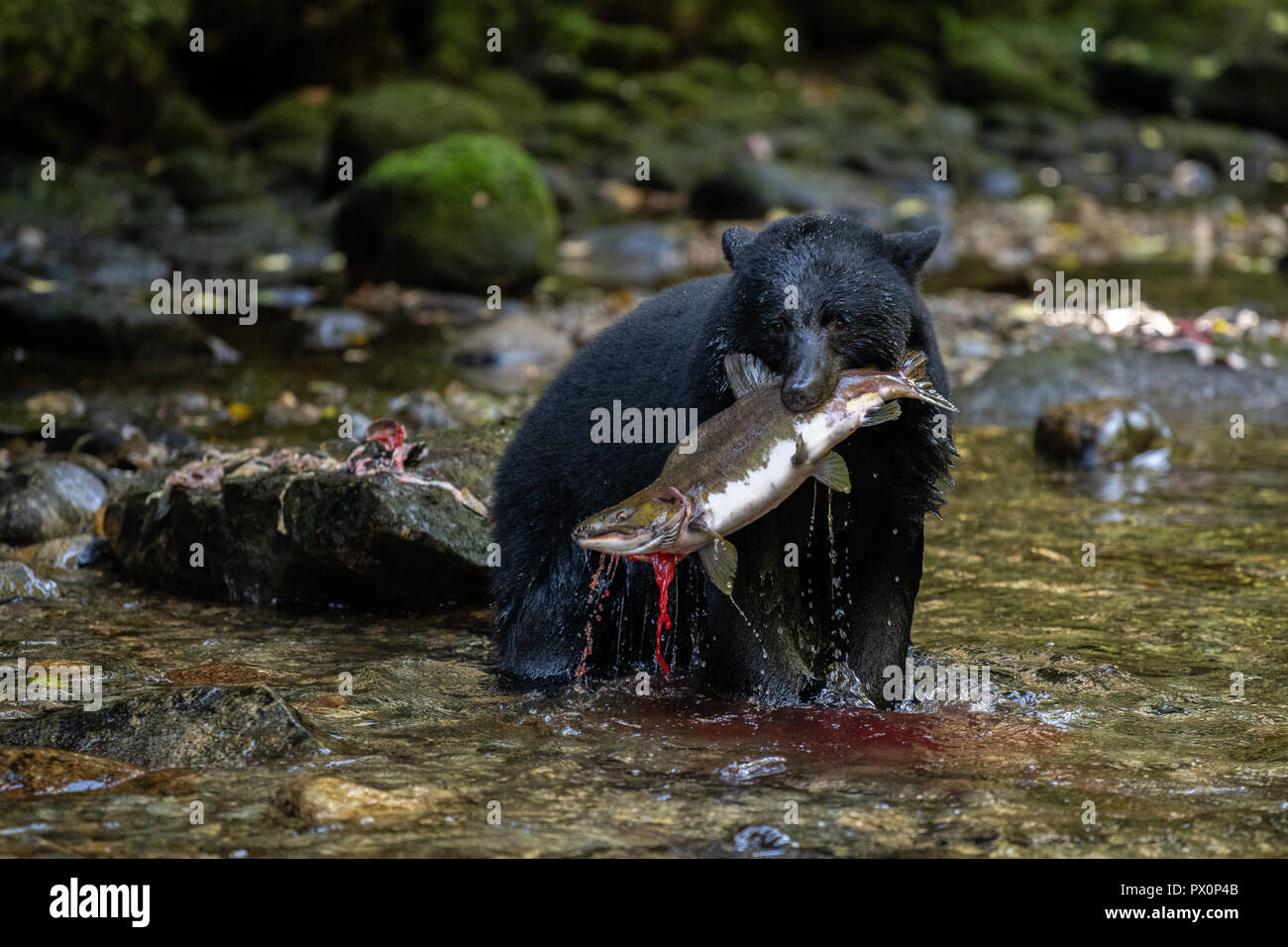 Schwarzer Bär mit Fisch Stockfoto
