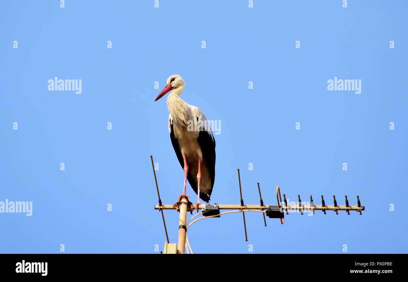 Weißstorch, Ciconia ciconia, Migration über die Maltesischen Inseln, Ruhe und Ausgleich im Fernsehen Antenne, Antenne, Sender, städtische Vogel Natur Stockfoto