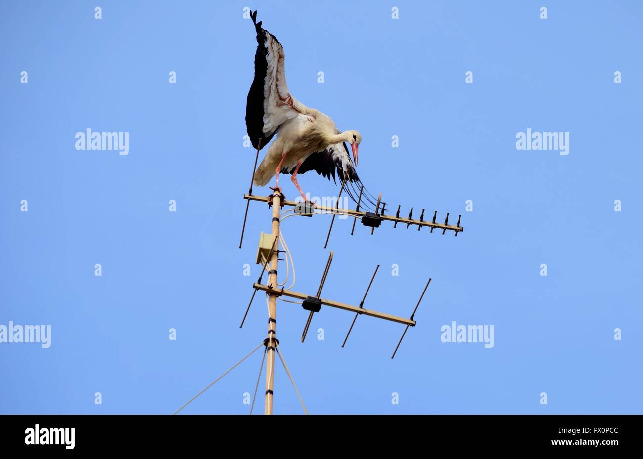 Weißstorch, Ciconia ciconia, Migration über die Maltesischen Inseln, Ruhe und Ausgleich im Fernsehen Antenne, Antenne, Sender, städtische Vogel Natur Stockfoto