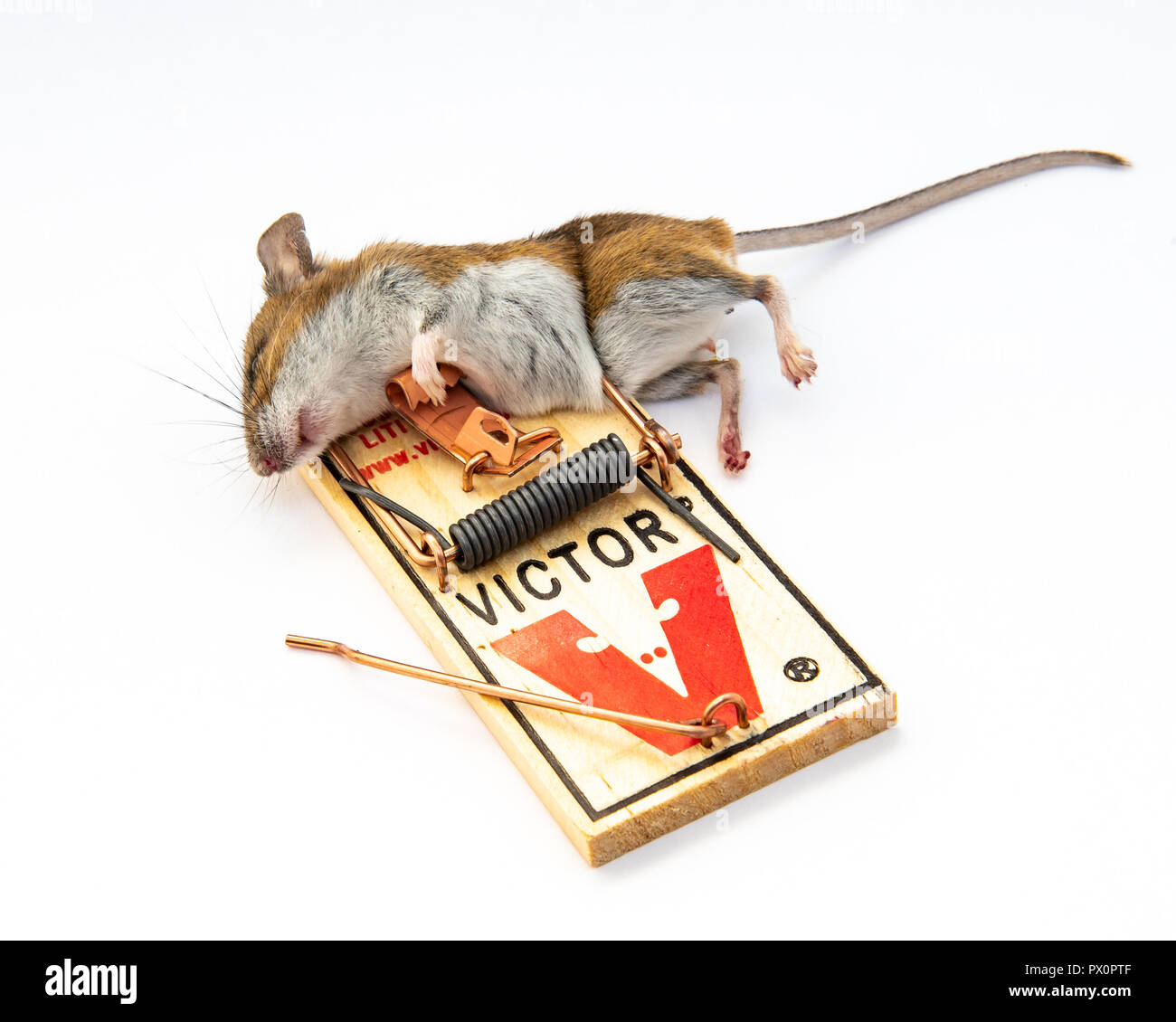 Tote Maus gefangen in der Victor Mausefalle. Stockfoto