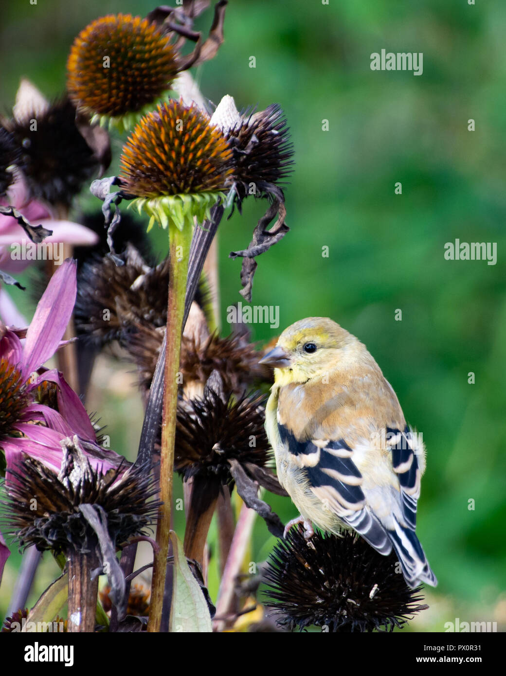 Eine amerikanische Stieglitz, Spinus tristis, Fütterung auf gelben Kegel Blumen in einem Garten in Spekulant, NY, USA Stockfoto